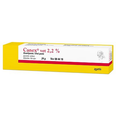 CANEX VET 22 mg/g oraalipasta 24 g